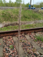 Erysimum hieraciifolium