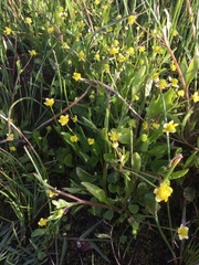 Ranunculus ophioglossifolius