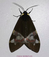 Dysschema marginalis