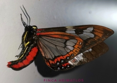 Dysschema marginalis