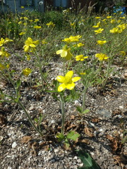 Ranunculus oxyspermus