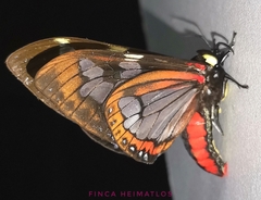 Dysschema marginalis