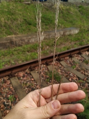 Erysimum hieraciifolium