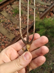 Erysimum hieraciifolium