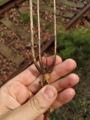 Erysimum hieraciifolium