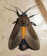 Himerarctia griseipennis