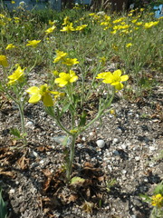 Ranunculus oxyspermus