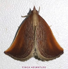 Zanclodes falculalis
