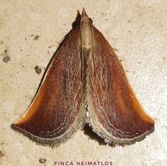 Zanclodes falculalis