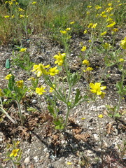 Ranunculus oxyspermus