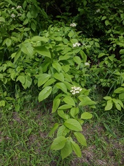 Cornus sericea