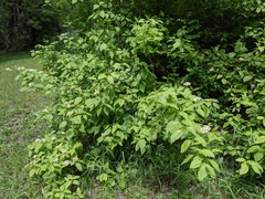 Cornus sericea