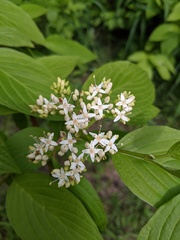 Cornus sericea