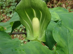 Arisaema