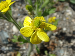 Ranunculus oxyspermus