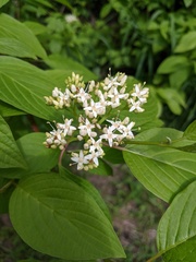 Cornus sericea
