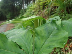 Arisaema