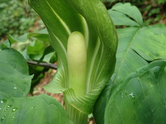 Arisaema
