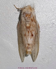 Trichomaplata