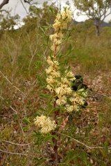 Petrophile squamata