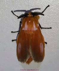 Endobrachys pulchella