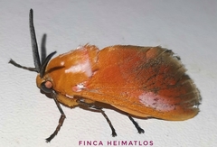 Endobrachys pulchella