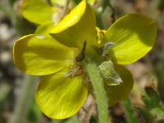 Ranunculus oxyspermus