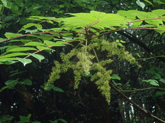 Toxicodendron vernicifluum