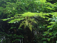 Toxicodendron vernicifluum