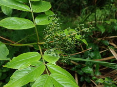 Sambucus sieboldiana