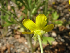Ranunculus oxyspermus