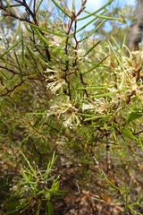 Hakea trifurcata