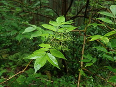 Sambucus sieboldiana