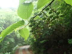 Stachyurus praecox