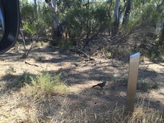 Struthidea cinerea cinerea