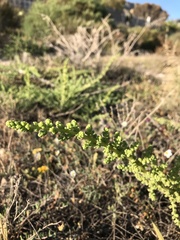 Salsola papillosa