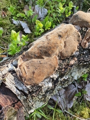 Phellinus laevigatus