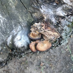 Pleurotus ostreatus