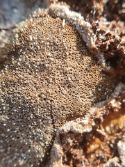 Phellinus laevigatus