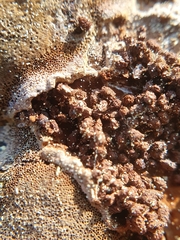Phellinus laevigatus