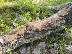 Phellinus laevigatus