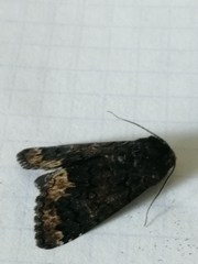 Catephia alchymista