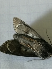 Catephia alchymista