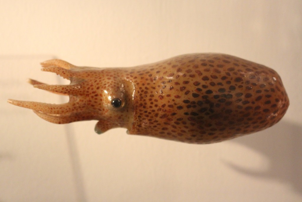 Diaphanous pelagic octopod