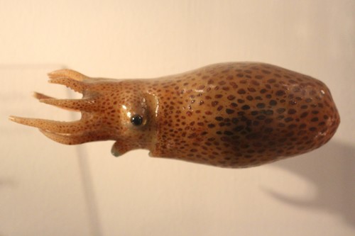 Diaphanous pelagic octopod