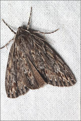 Chlenias zonaea
