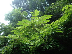 Toxicodendron vernicifluum
