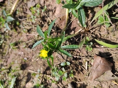 Potentilla kleiniana