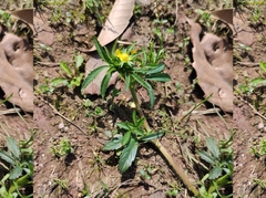 Potentilla kleiniana