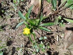 Potentilla kleiniana
